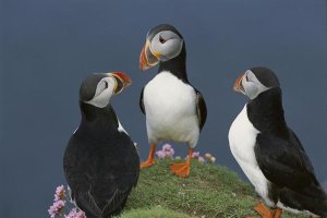 Tui De Roy - Atlantic Puffin group courting , Shetland Islands, Scotland