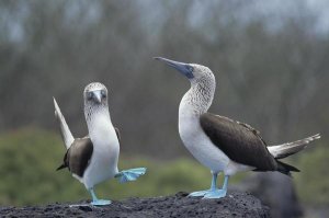 Tui De Roy - Blue-footed Booby courtship dance, Galapagos Islands, Ecuador