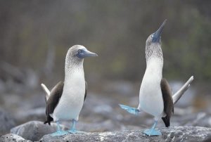 Tui De Roy - Blue-footed Booby courtship dance, Galapagos Islands, Ecuador