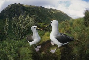 Tui De Roy - Yellow-nosed Albatrosses in ferns and Island Cape Myrtle , Gough Island