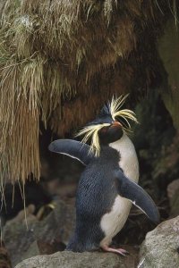 Tui De Roy - Rockhopper Penguin spreading its wings, Gough Island, South Atlantic
