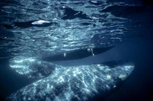 Tui De Roy - Gray Whale calf with tourist reaching underwater, Magdalena Bay, Baja, Mexico