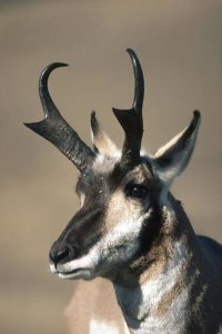 Michael Quinton - Pronghorn Antelope portrait in the fall, Montana