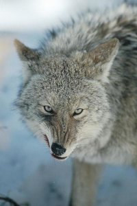 Michael Quinton - Coyote snarling, while feeding on Deer carcass, North America