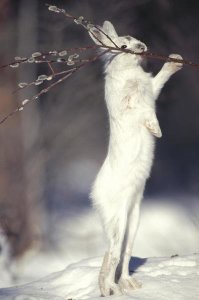 Michael Quinton - Snowshoe Hare feeding on Pussy Willow in the winter, Alaska