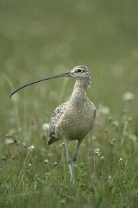 Michael Quinton - Long-billed Curlew walking through field, summer, Idaho