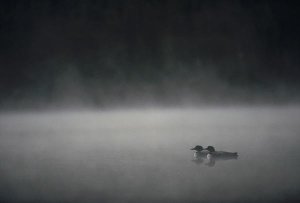 Michael Quinton - Common Loon pair on misty lake in the spring, Wyoming