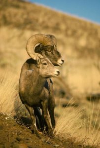 Michael Quinton - Bighorn Sheep pair, Yellowstone National Park, Wyoming