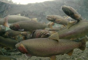 Michael Quinton - Cutthroat Trout group in the spring, Henry's Lake, Idaho