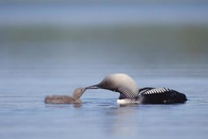 Michael Quinton - Pacific Loon parent feeding chick, North America