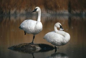 Michael Quinton - Trumpeter Swan pair, Yellowstone National Park, Wyoming