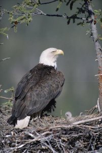 Michael Quinton - Bald Eagle parent on nest with chick, Alaska