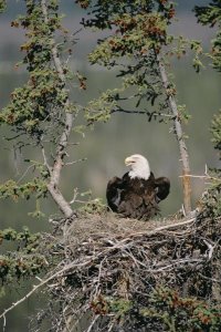 Michael Quinton - Bald Eagle calling on nest, Alaska