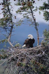 Michael Quinton - Bald Eagle parent on nest, Alaska