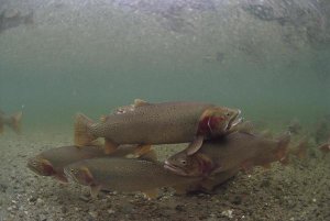 Michael Quinton - Yellowstone Cutthroat Trout school swimming in stream, Idaho