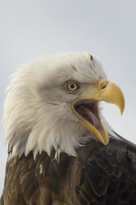 Michael Quinton - Bald Eagle calling, Alaska