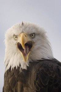 Michael Quinton - Bald Eagle calling, Alaska