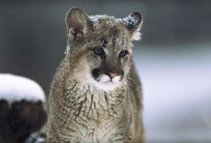 Tim Fitzharris - Mountain Lion cub in snow, Montana