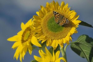 Tim Fitzharris - American Painted Lady butterfly on sunflower, New Mexico