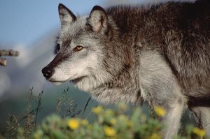 Tim Fitzharris - Timber Wolf adult portrait, North America