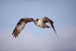 Tim Fitzharris - Osprey adult flying, Baja California, Mexico