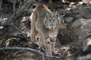 Tim Fitzharris - Bobcat adult portrait, Montana