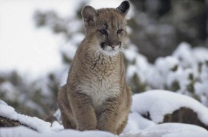 Tim Fitzharris - Mountain Lion juvenile in snow, North America
