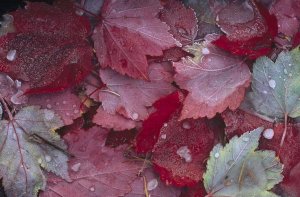 Tim Fitzharris - Japanese Maple leaves with frost and frozen dew drops, Canada