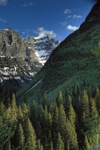 Tim Fitzharris - Rocky Mountains covered in coniferous forests, Glacier NP, Montana