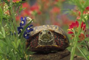 Tim Fitzharris - Western Box Turtle among Lupine and Indian Paintbrush, North America