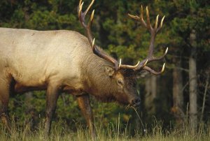 Tim Fitzharris - Elk grazing, North America