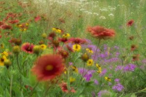 Tim Fitzharris - Gaillardia, coreopsis and pointed phlox, blowing in the wind, Texas