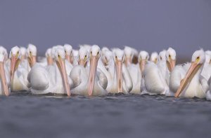 Tim Fitzharris - American White Pelican group, North America