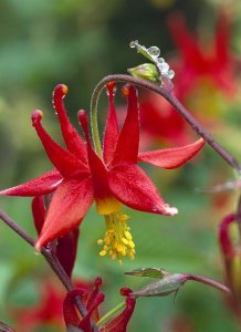 Tim Fitzharris - Wild Columbine with drops of dew, North America