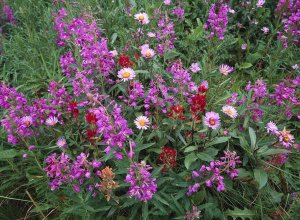 Tim Fitzharris - Fireweed Asters and Paintbrush , North America