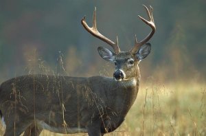 Tim Fitzharris - White-tailed Deer portrait, North America