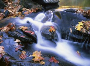 Tim Fitzharris - Autumn leaves in Little River, Great Smoky Mountains NP, Tennessee
