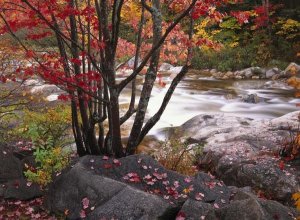 Tim Fitzharris - The Swift River, White Mountains National Forest, New Hampshire