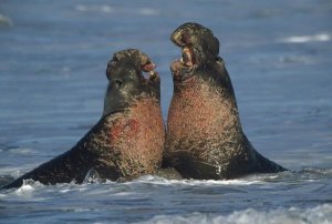 Tim Fitzharris - Northern Elephant Seal males fighting, California