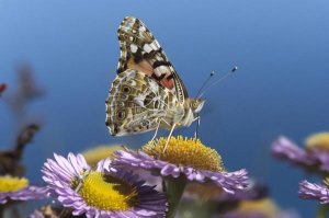 Tim Fitzharris - Painted Lady butterfly feeding on Purple Aster , California