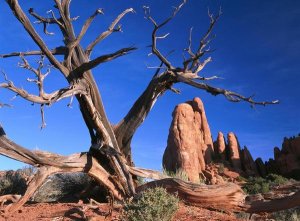 Tim Fitzharris - Snag at  Fiery Furnace labyrinth, Arches National Park, Utah
