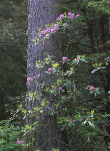 Tim Fitzharris - Coast Redwood trunk and Pacific Rhododendron, Redwood NP, California