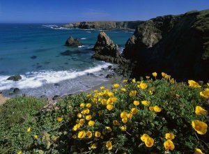 Tim Fitzharris - California Poppies on coastal cliff, Jughandle State Reserve, California