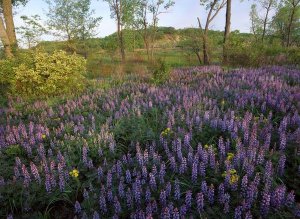 Tim Fitzharris - Lupine in meadow at West Beach, Indiana Dunes National Lakeshore, Indiana