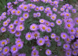 Tim Fitzharris - Smooth Aster plant in full summer bloom, Colorado