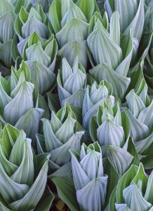 Tim Fitzharris - False Hellebore with frost, Gothic, Colorado