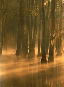 Tim Fitzharris - Bald Cypress swamp, Calcasieu River backwater, Lake Charles, Louisiana
