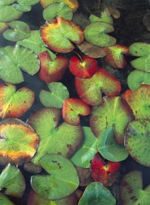 Tim Fitzharris - Yellow Pond Lily floating on water surface, North America