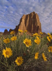 Tim Fitzharris - Temple of the Sun with Sunflowers, Capitol Reef National Park, Utah