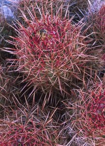 Tim Fitzharris - Cotton-top Cactus detail, Death Valley National Park, California